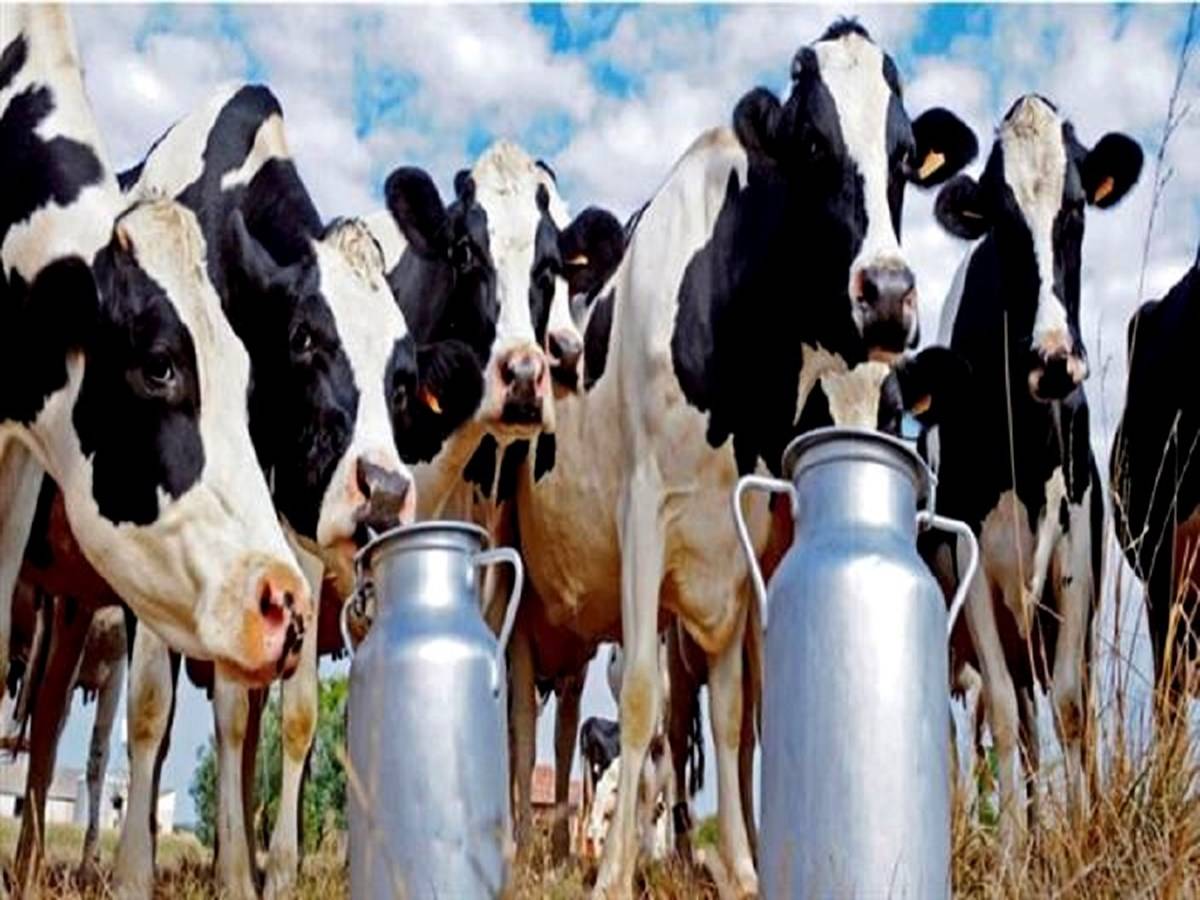 As an agricultural area, Jammu and Kashmir's agriculture sector produces 16.18 percent of its GDP, with the dairy sector contributing 35 percent