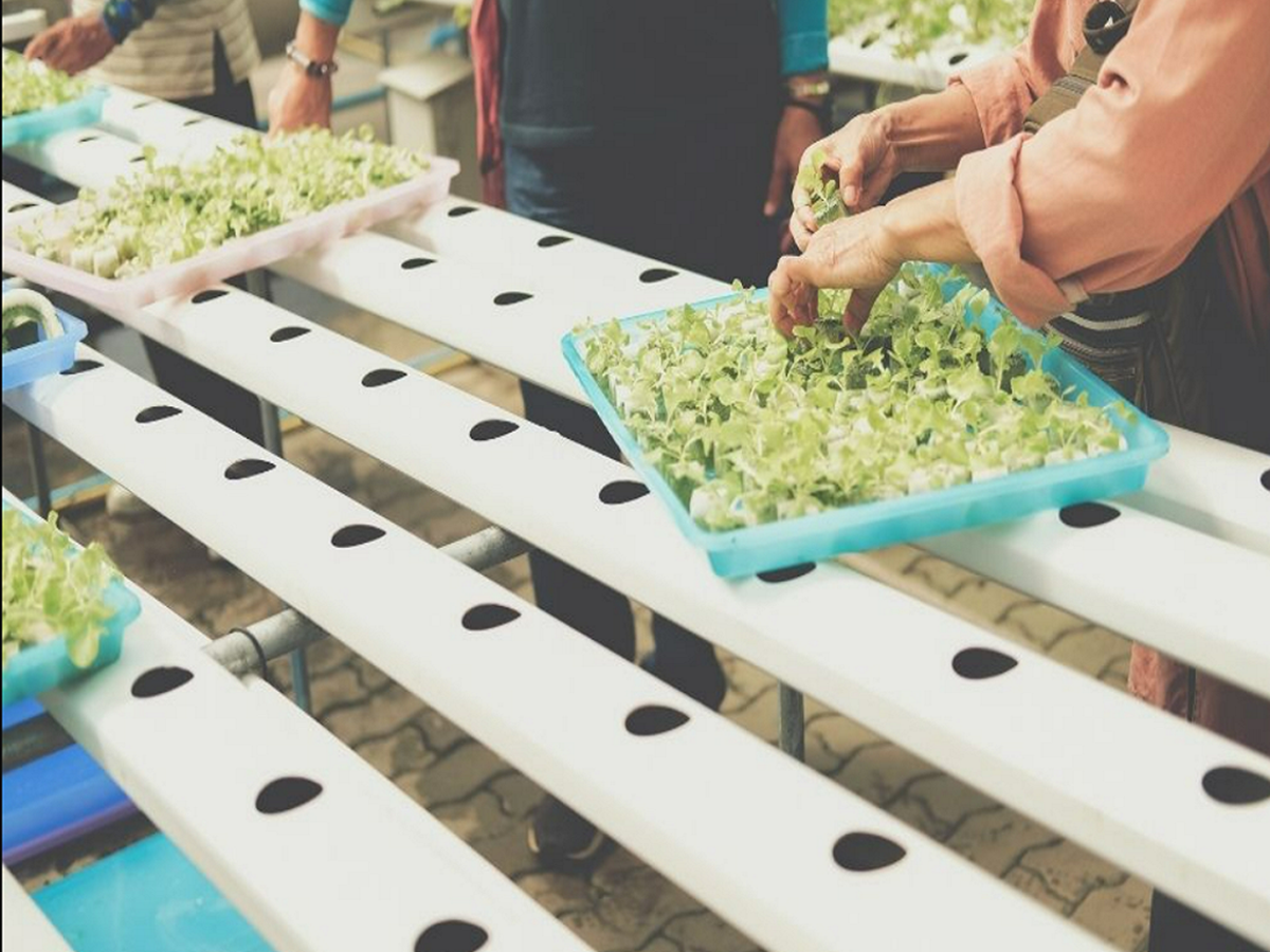 Use of Tap water for hydroponics