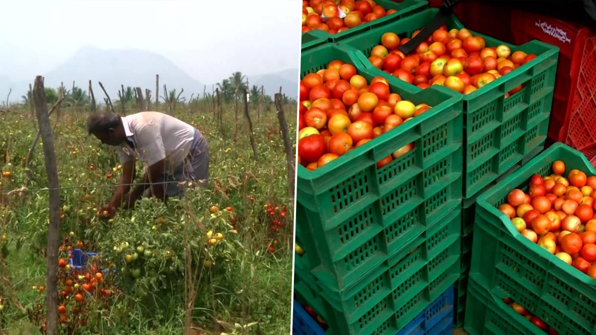 Tomato farmers are asked to sell value added products such as puree, sauce and jams