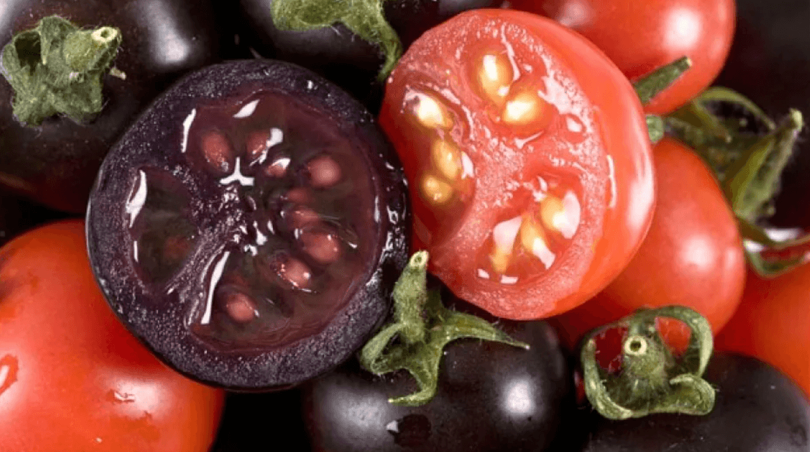 Purple Tomato