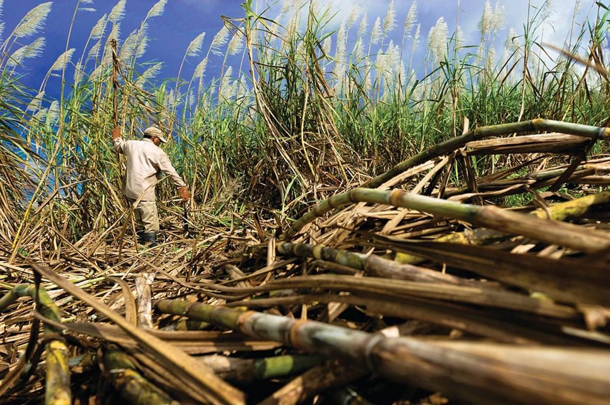 Farmer in his Sugarcane Field