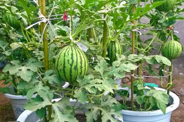 Watermelons in containers