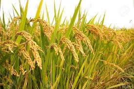 Punjab Agriculture University Advises which Variety to Sow Rice (Paddy)