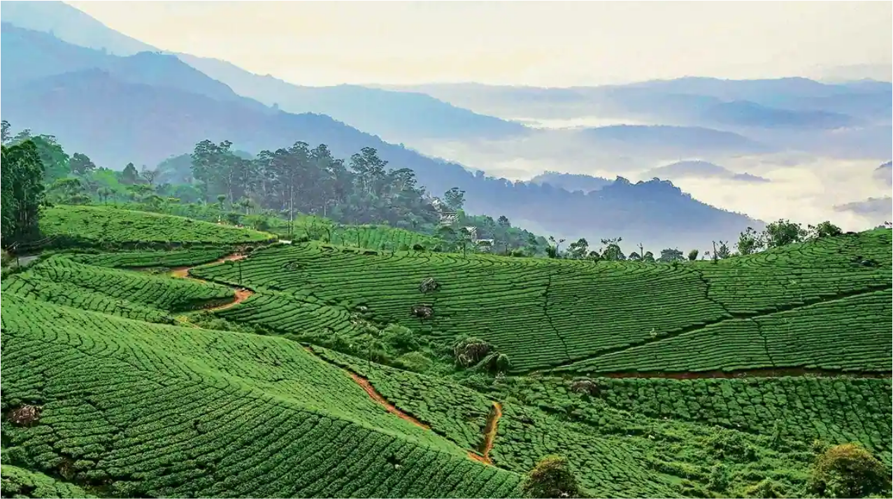 View of Tea Gardens