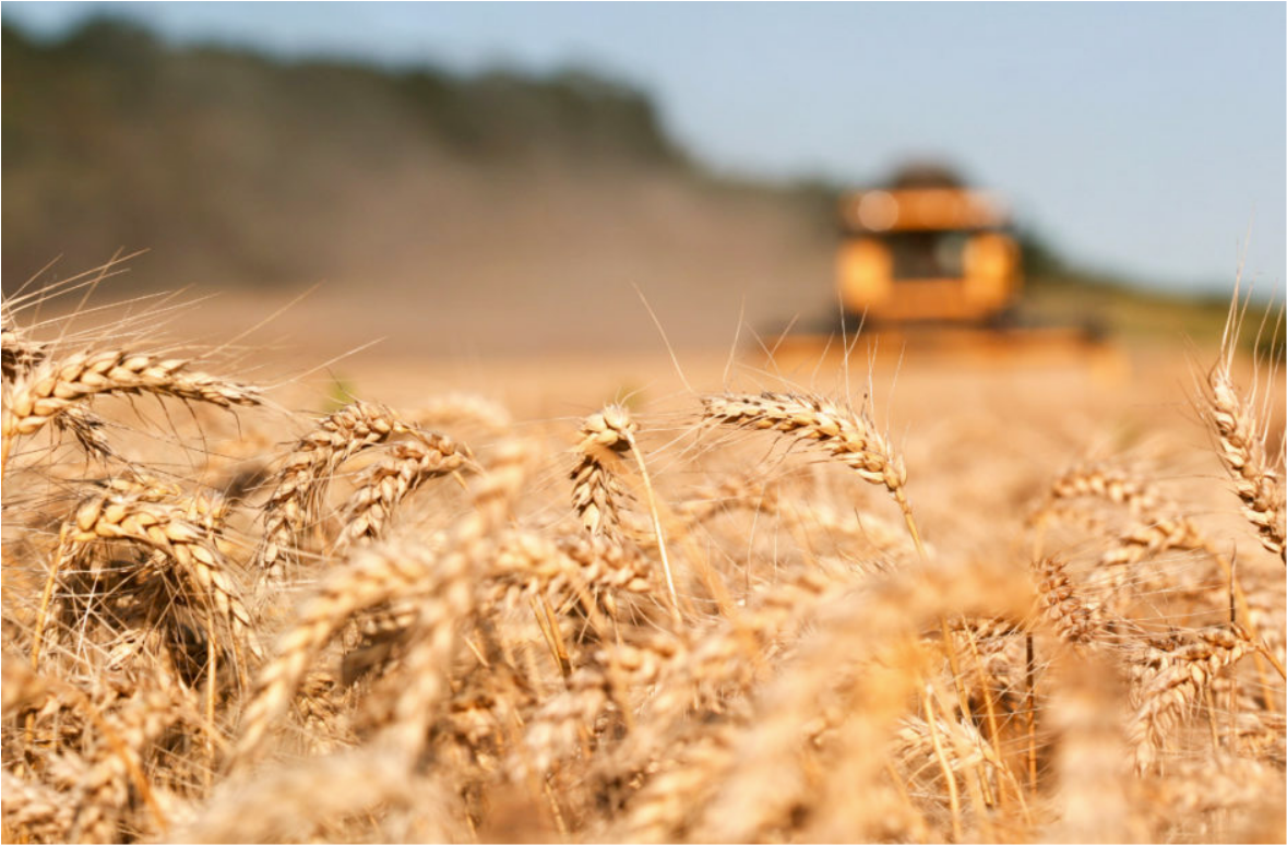 Wheat Field