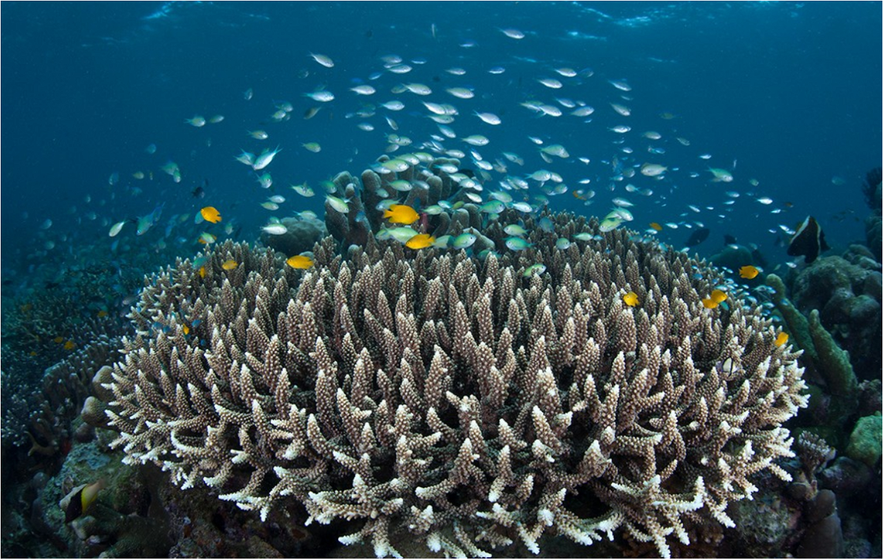 Coral Reefs with Fishes