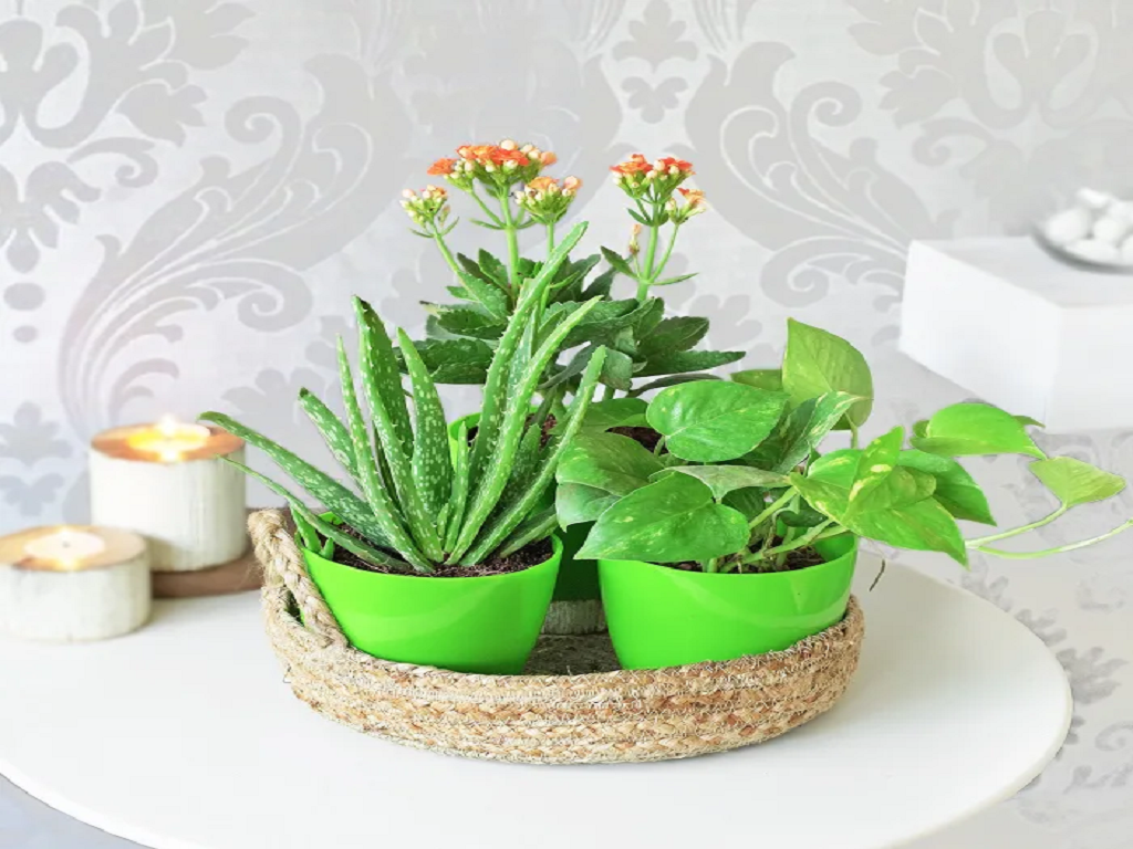 Money Plant With Aloe Vera And Kalanchoe