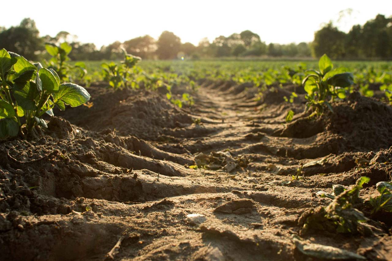 The institution will focus on carbon-neutral farming, with all of the university's campuses becoming carbon-neutral by 2030 as a first step.