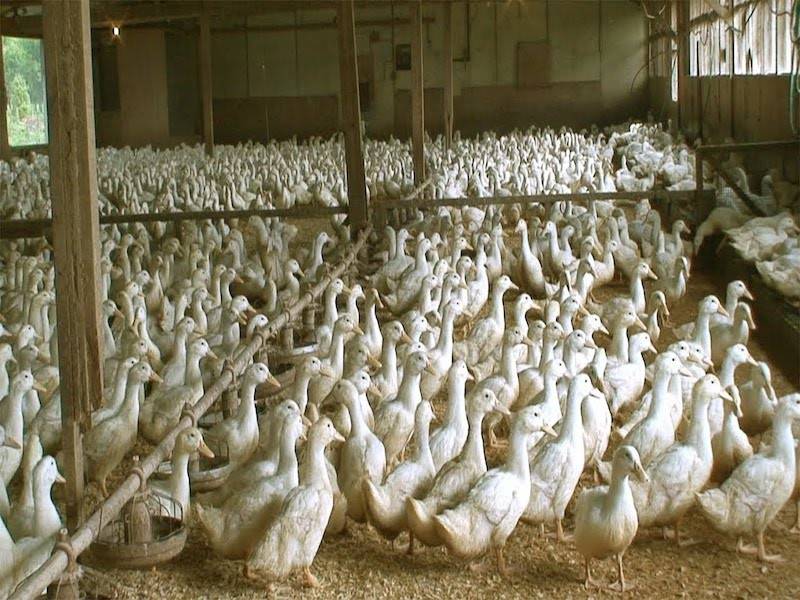 Duck Farmers Receives Rs 3.01 Cr Compensation From Government