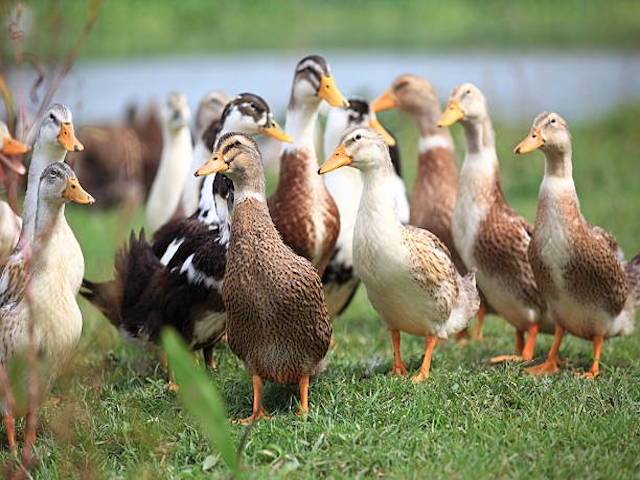 Duck Farming