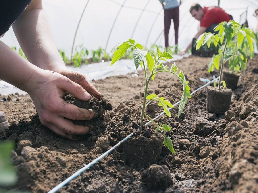 Biofertilizer