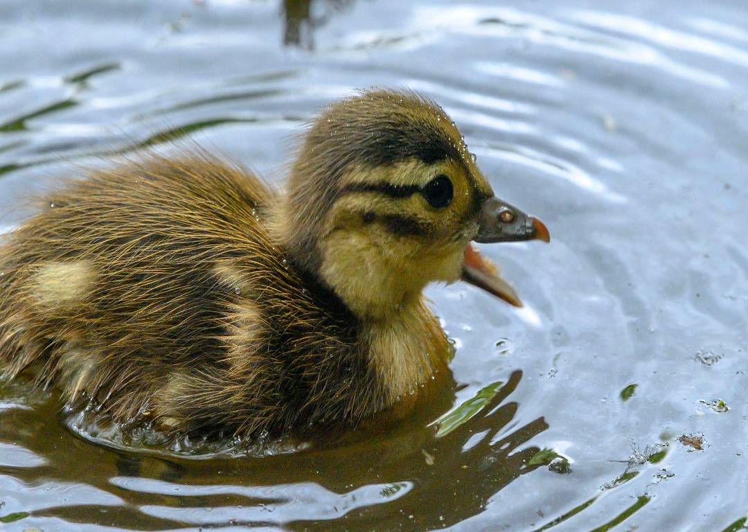 A duck in the pond