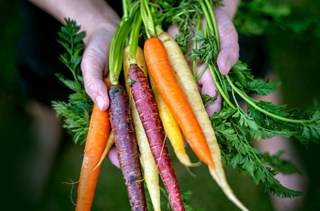 World Carrot Day Quiz!