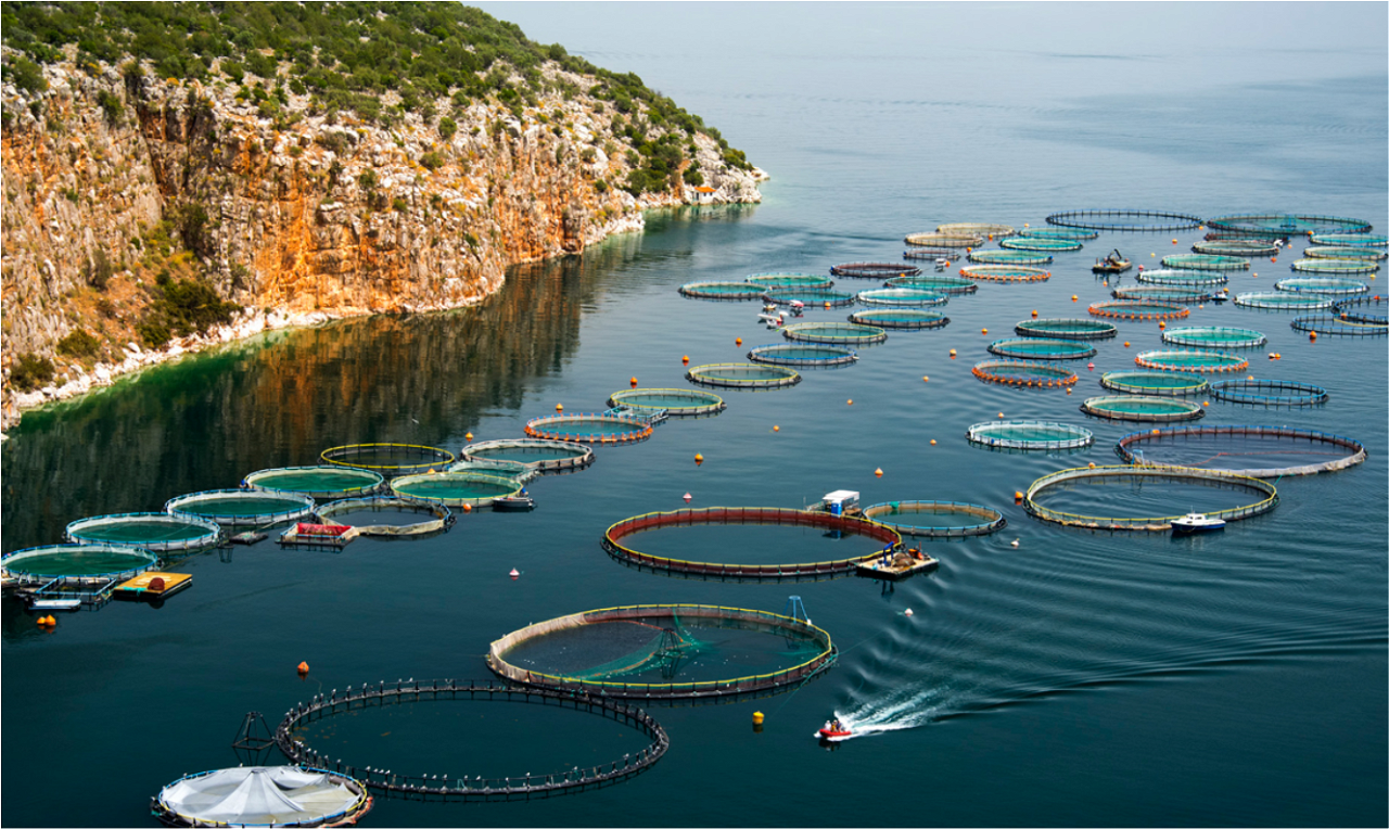 Promoting Sustainable Aquaculture