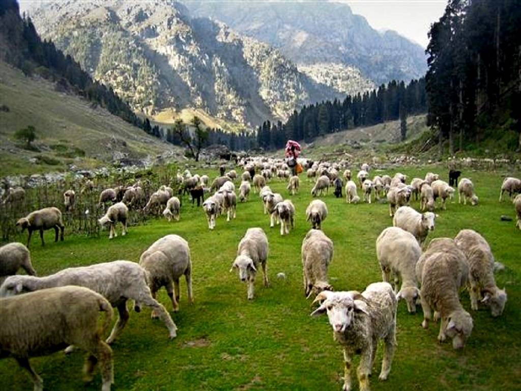 Sheep/ Goat Farming: Govt is Providing up to  Lakh Subsidy to Budding  Entrepreneurs
