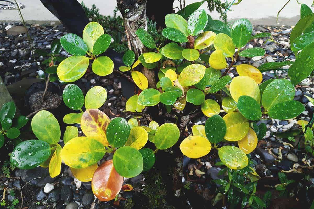 Plaqnt leaves turning yellow often mean they are not getting enough nutrition, moisture or light.