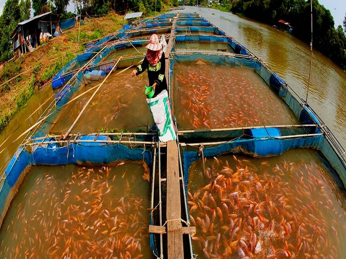 Administration is promoting initiatives to introduce modern fish farming, which would aid in the growth of relevant sectors