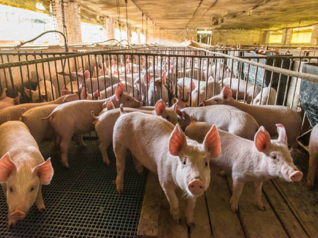 Himachal state government is implementing the Rural Backyard Pig Development Scheme to give an alternative source of income