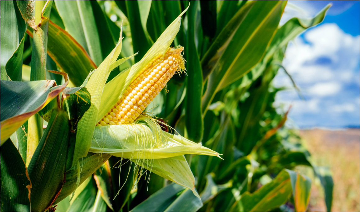 Maize Crop