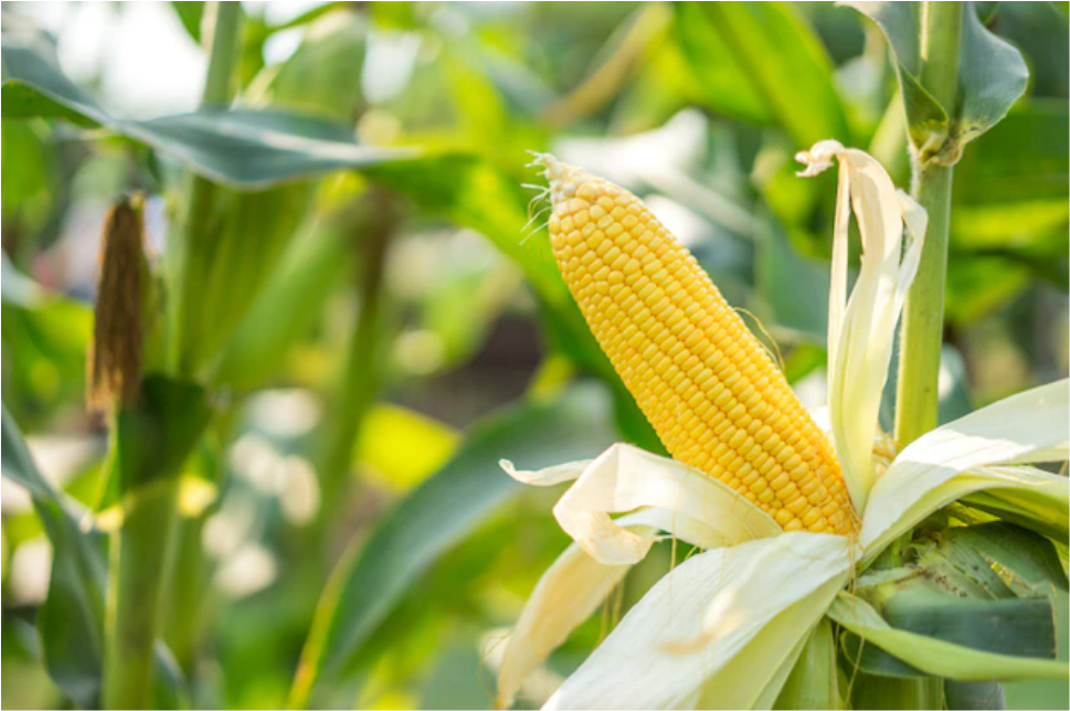 CRISPR to Turn off Genes in Corn & Rice to Boost Crop Yields, says ...