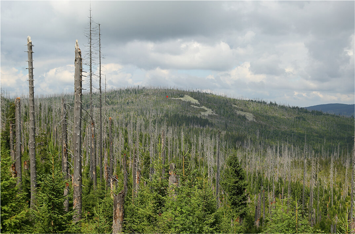 Degrading Forest