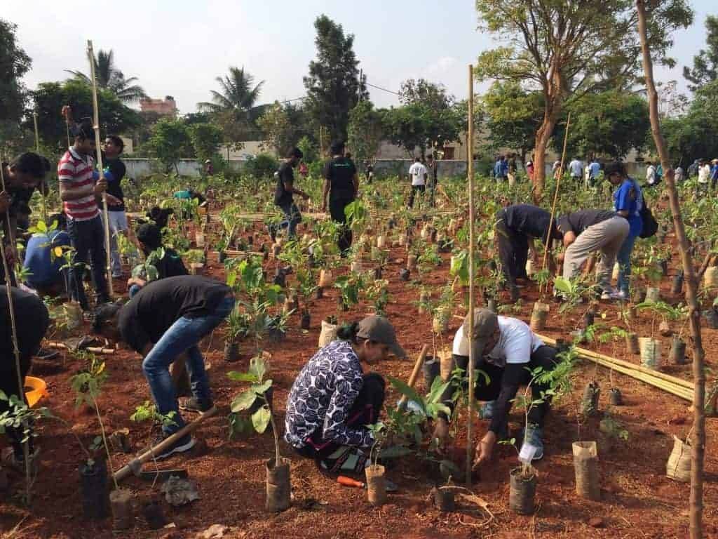 Miyawaki forests are self-sustaining and grow in two to three years.