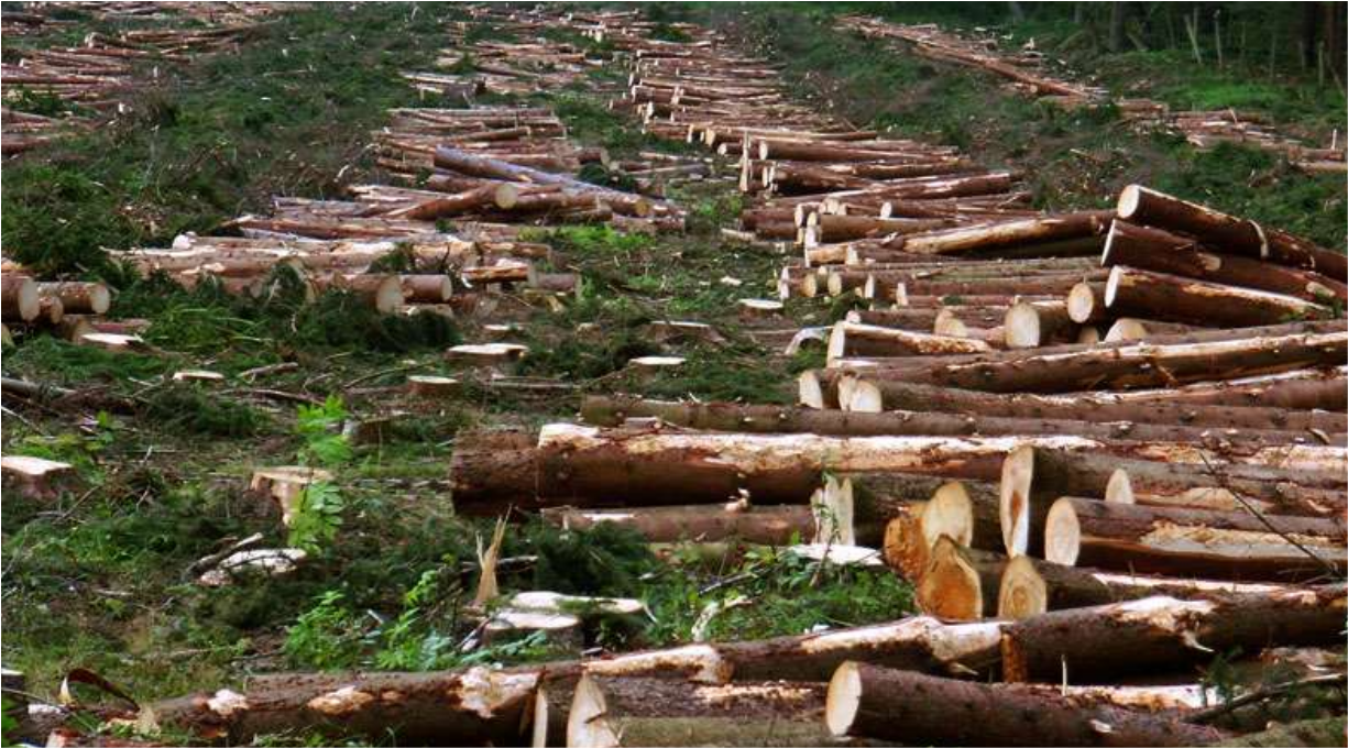 Picture depicting Deforestation