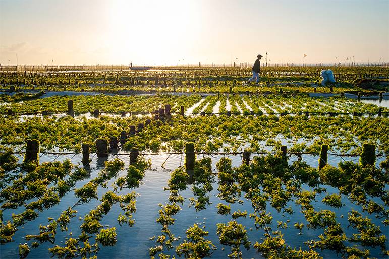 Seaweed Cultivation