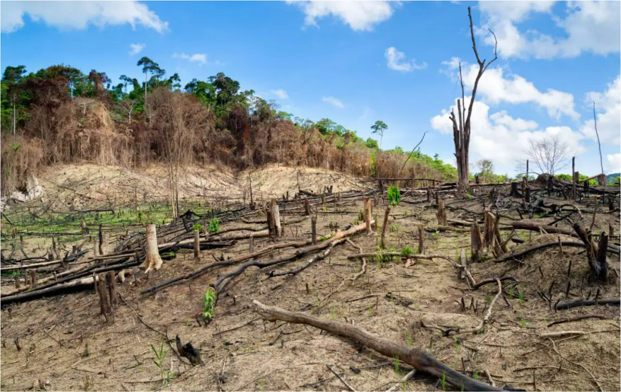 Deforestation in Palawan, Philippines