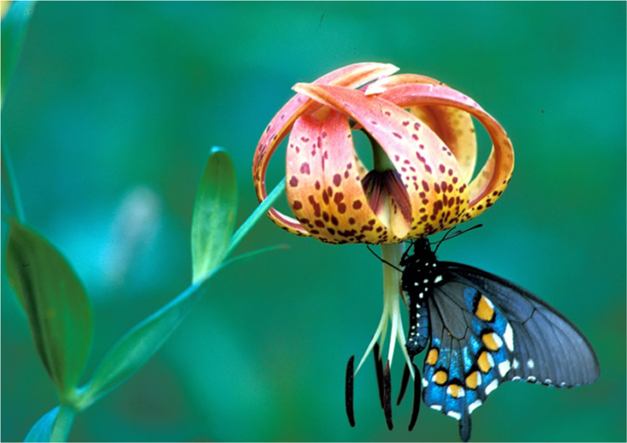 A butterfly perched on a flower