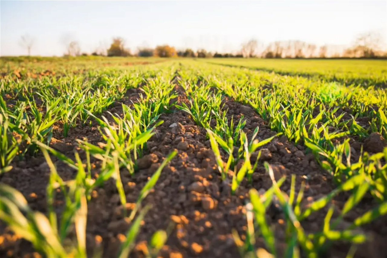 Natural Farming