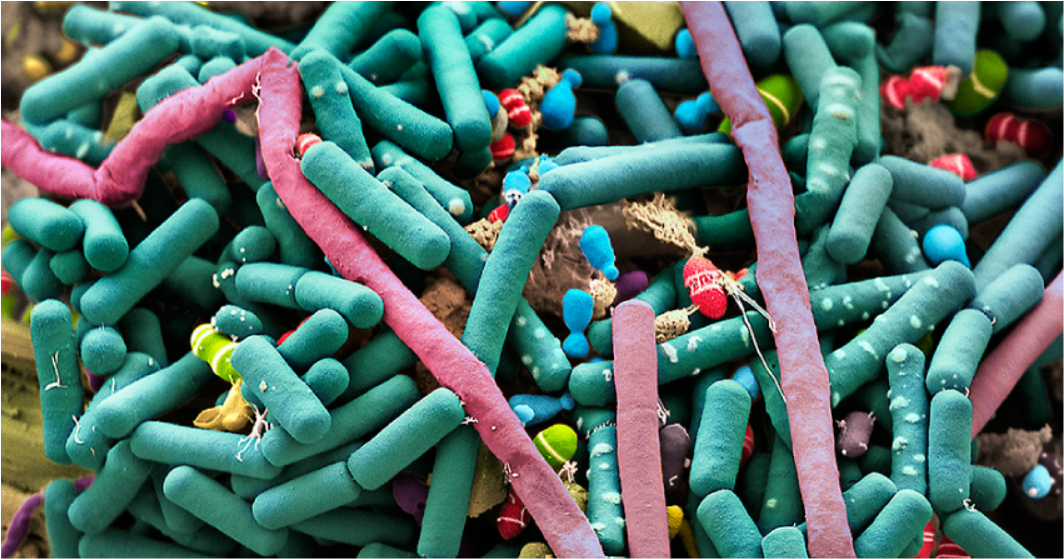 Микробы. Микроорганизмы. Микроорганизмы на коже человека. Бактерии под микроскопом.