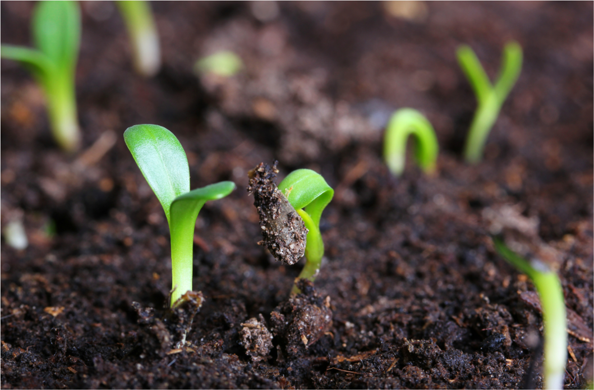 Beautiful Picture of Seedlings