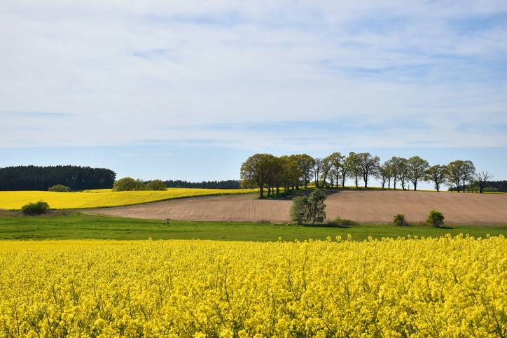 Mustard Field (Pic Credit- University of Nottingham)