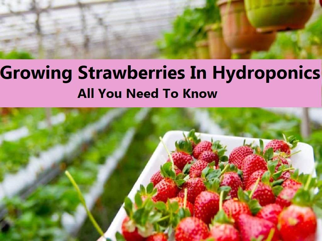 Hydroponic Strawberry farming
