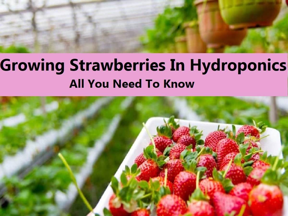 Hydroponic Strawberry farming