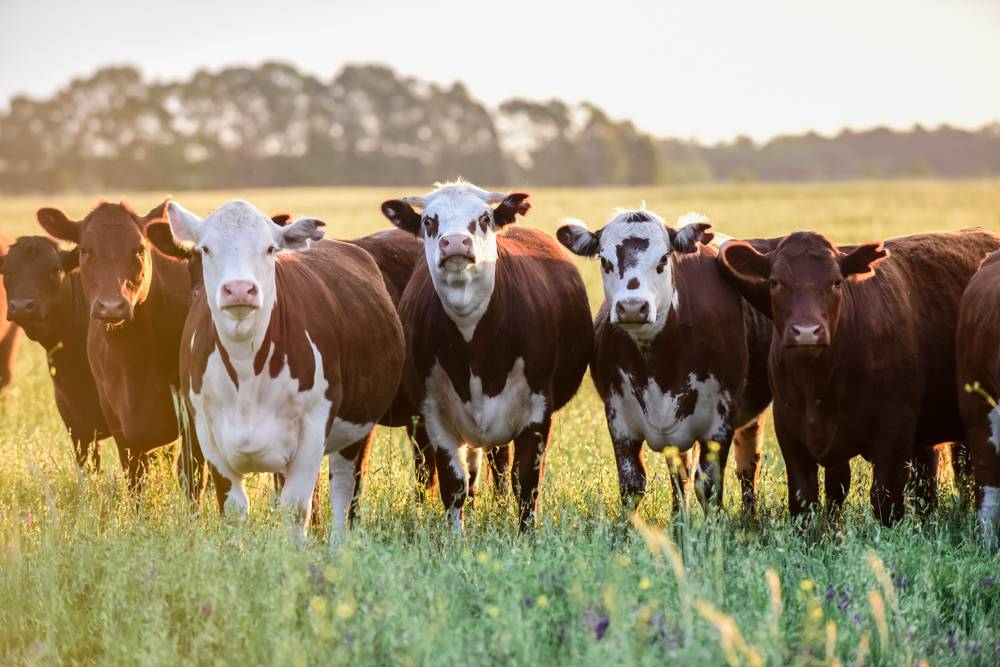 It's critical to understand why your cattle aren't eating, as well as how to prevent digestive and appetite problems in your cattle, in order to ensure their health.