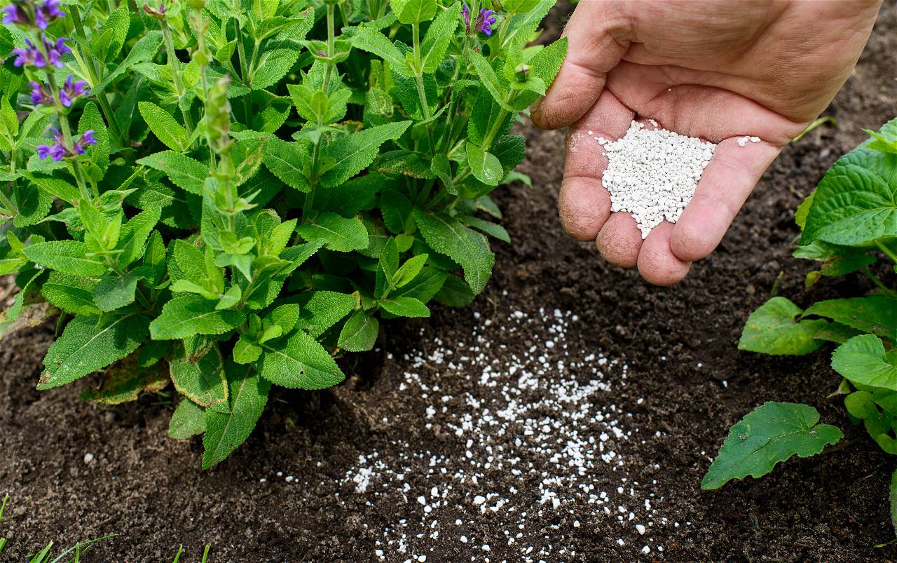 Fertilizing Plants