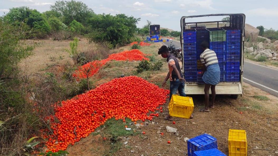 Tomatoes are widely grown in the district's Palacode, Marandahalli, and Karimangalam villages.