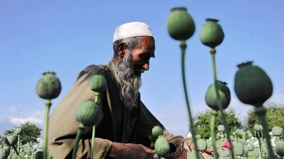 "All Afghans are informed that poppy cultivation is now totally outlawed across the country," declared Supreme Leader Hibatullah Akhundzada in a decree.