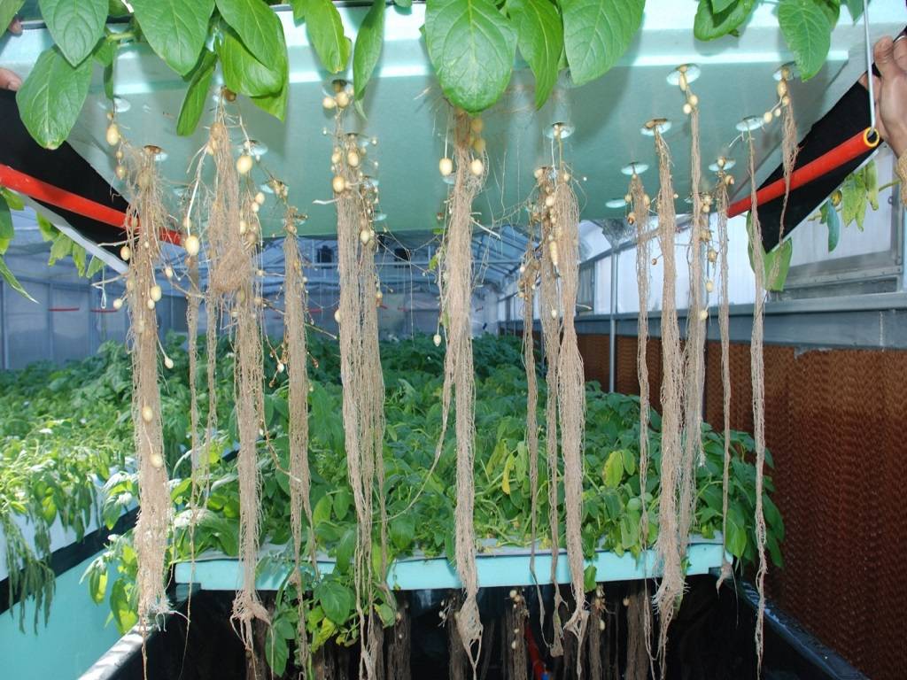 Aeroponic Potato cultivation