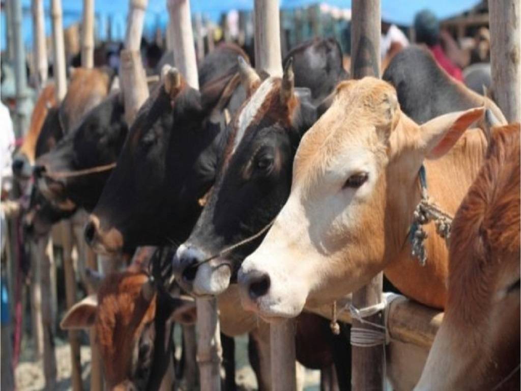 The Gujarat Assembly recently passed the Gujarat Cattle Control (Keeping and Movement) in Urban Areas Bill 2022.