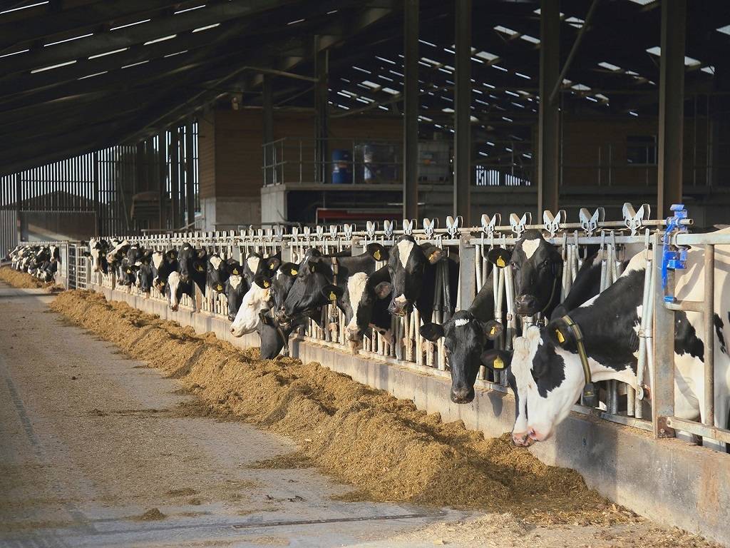 Cattle feed prices have recently hiked by 30 to 40%, resulting in an increase in production costs.
