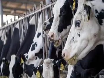 Rising Feed Price Leaves Dairy Farmers in Distress