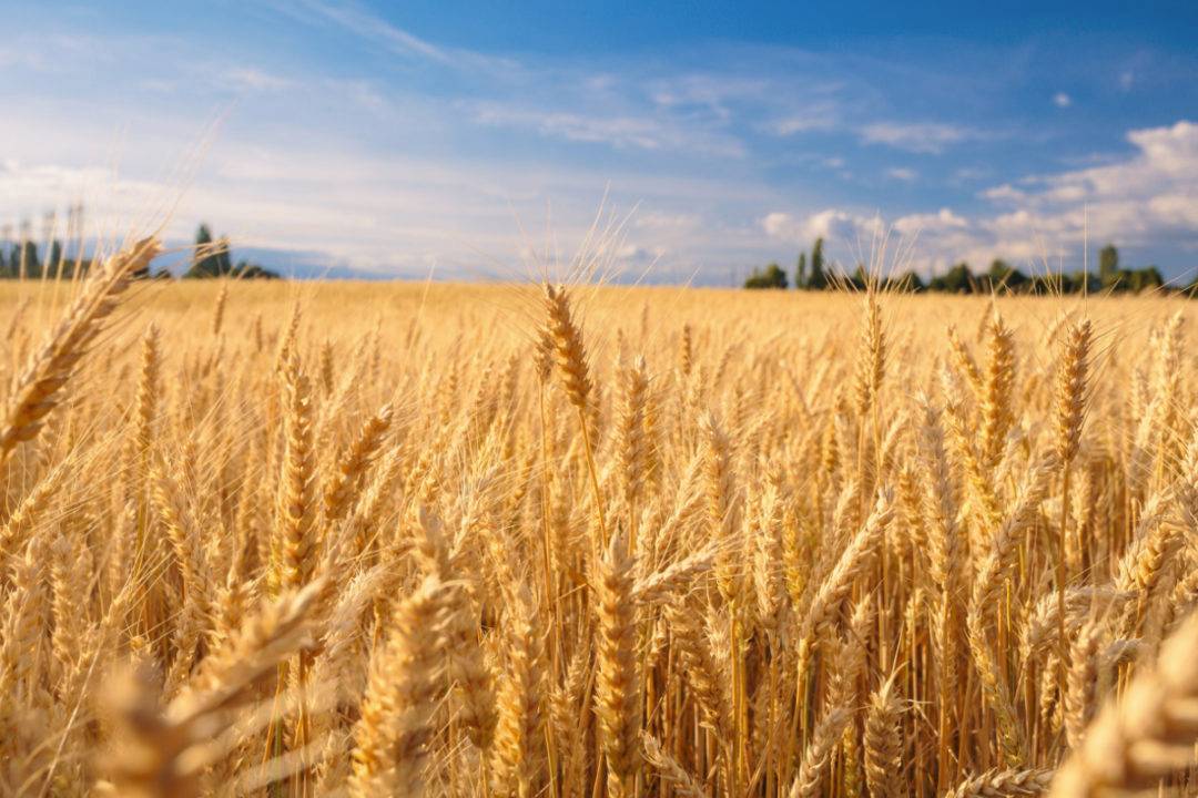 The rain at the time of wheat harvest leads to major crop damage