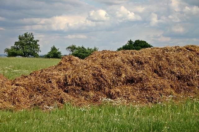 Biomass hydrogen can be produced by microbial action on wheat and rice straw, as well as by burning wood.