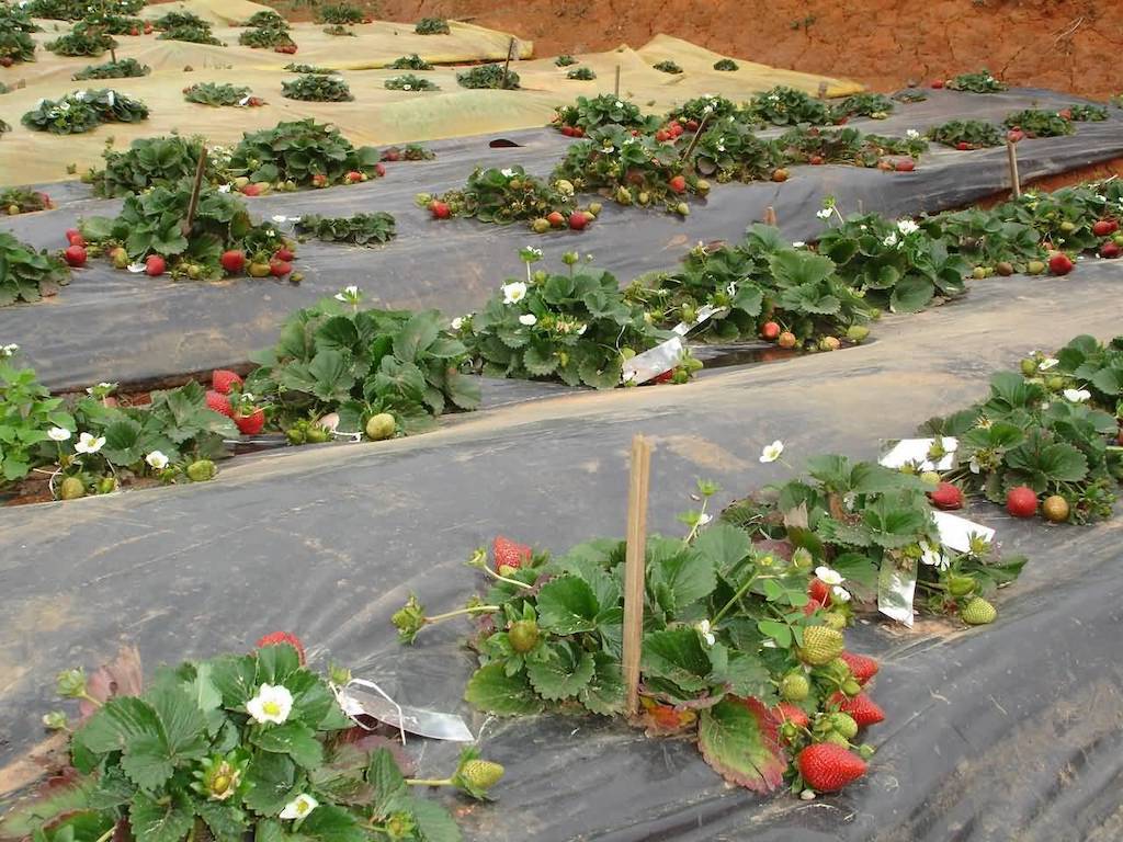 Strawberry Farming