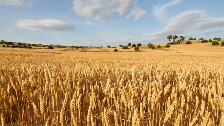 Wheat Field