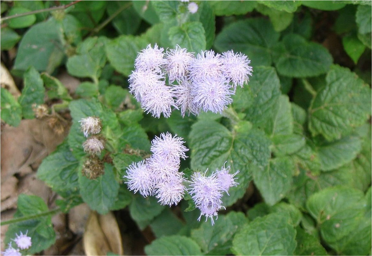 Toxic- Invasive Weed (Pic Credit- Phys.org)