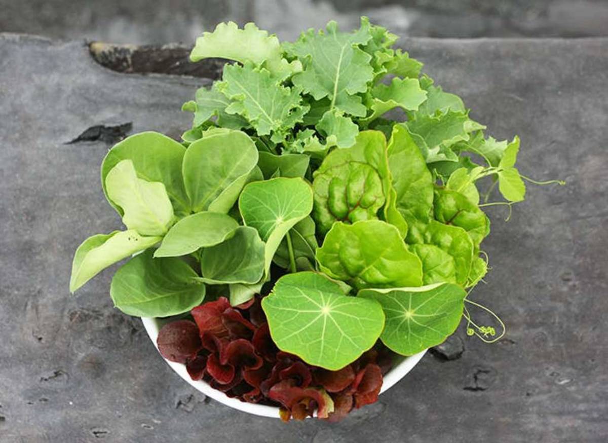 Fresh Edible Plants in the Bowl